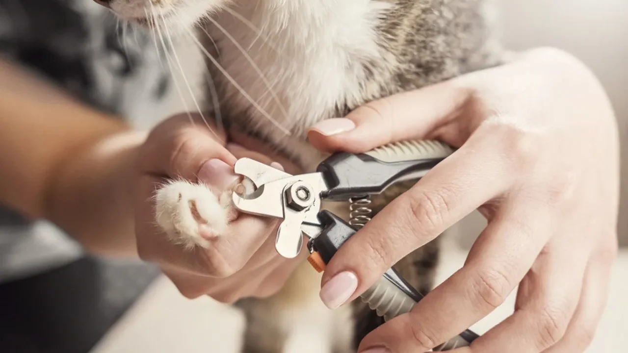 This is how you should trim the cat claws: | The Humane Society of the United States